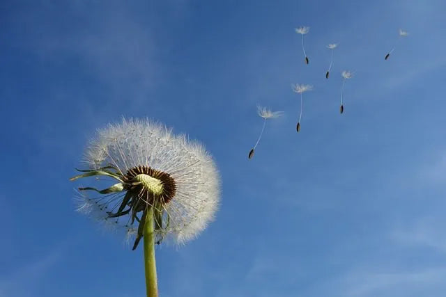 Wind Generator